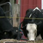 Declining milk prices puts Wisconsin farmers in a pinch