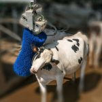 Do Happier Cows Make For Happier Consumers