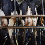 Fonterra may offer higher milk price for new season North Fresh contracts