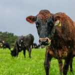 Lack of water and money causing dairy farmers to look at culling stock