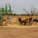 Last day for dairy at Deniliquin in southern NSW as drought forces farmers out