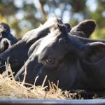 Lower milk production begins to bite on dairy products at retail outlets