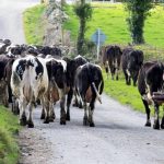 Milk output on target to hit 8bn litres this year