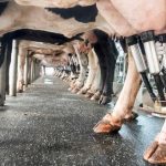 Minnesota dairy farmers struggle to find workers