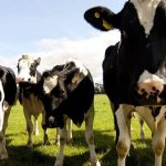 No deal Brexit could harm Aurivo co ops milk processing activities