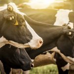 Reviewing U.S. Dairy Supply Management Efforts