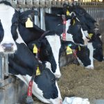 The Race to Help Dairy Farms