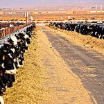 USDA offers advanced info for dairy margin coverage for dairy producers