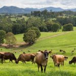 Will Aussie dairy farmers gain as much as they hope with end of the milk wars