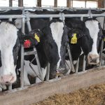 Wisconsin lost 212 dairy farms in 1st 90 days of 2019