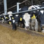 2 Million Granted to Michigan State for Dairy Feed Efficiency Study