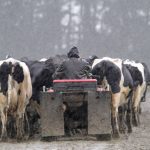 Contracts favouring farm owners are the dark side of dairy industry