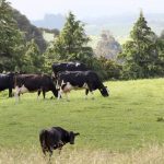 Costs up for dairy farmers report shows