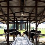 Dairy Industry Aid Should Reflect