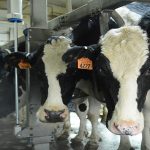 Dairy Margins Set To Improve