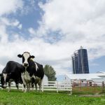 Dairy faces a tough economy and tight credit