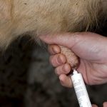 Dairy farmers called on to help test kit that could cut antibiotic use