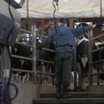 Dairy farmers continue to struggle as USMCA stalls