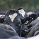 Global dairy growth slumps to record low