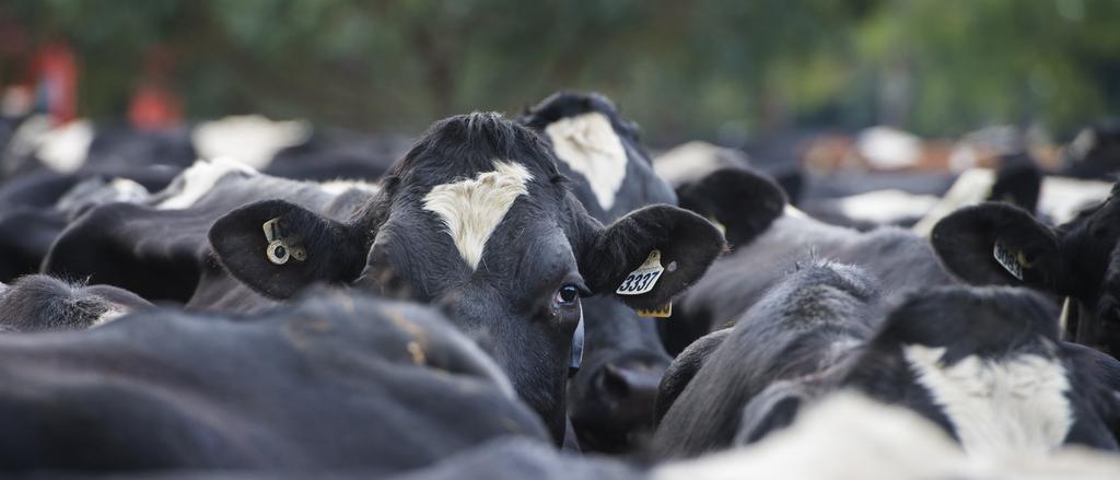 Global dairy growth slumps to record low