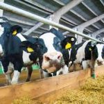 Dairy industry cheers rollback of metal tariffs on Mexico