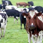 Dairy processors announced milk prices higher than current season