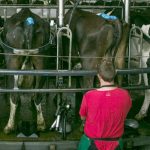 Federated Farmers issues warning to share milkers over contracts