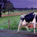 Feed budgeting critical this winter for Gippsland dairy farmer