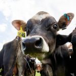 Livestock numbers surge as Canterbury farms convert to dairy