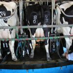 Milk2Market calculator to compare dairy processors milk prices