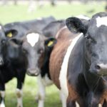 New Zealand urges farmers to update animal identification before moving day