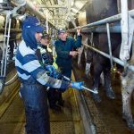 New Zealands current milk season looks good but not record breaking