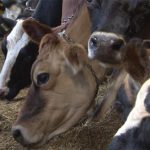 New initiatives aimed at helping Vermont dairy farmers