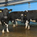 Positive outlook for milk prices as global production slows