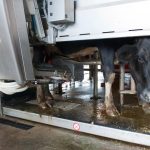 Robotic milking