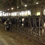 State lawmakers propose laws aimed at helping dairy farmers