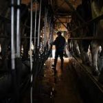 Stressed dairy farmers offered millions