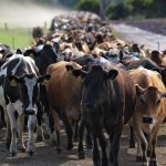 Supply drop import rise hurting dairy