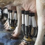 The success of the Dairy Plan relies on farmer input