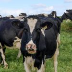 Warrion dairy farmer calls for industry restructure