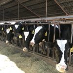 Why Stanislaus County dairy farmers are leaving the business