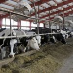 Wisconsin Dairy Groups Warn Continued Trade Tension With China Will Have Lasting Impact