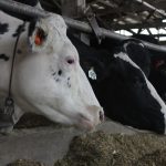 Wisconsin farmers digest what the Green New Deal means for dairy