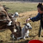 Wisconsin farms see upturn in women and millennial producers. and goats