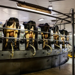 A Minnesota robotic dairy survives amid trade war 1