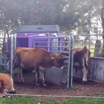 AgResearch project to determine whether dairy cows can be potty trained