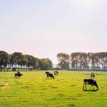 Arla Foods incorporates artificial intelligence to predict milk supply