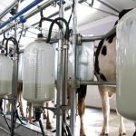 California dairies experiment with milking robots