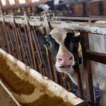 Can Minnesota save its dairy farms 1