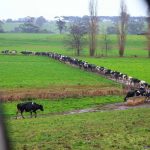 Costs and weather hit dairy farmer confidence and profits 1